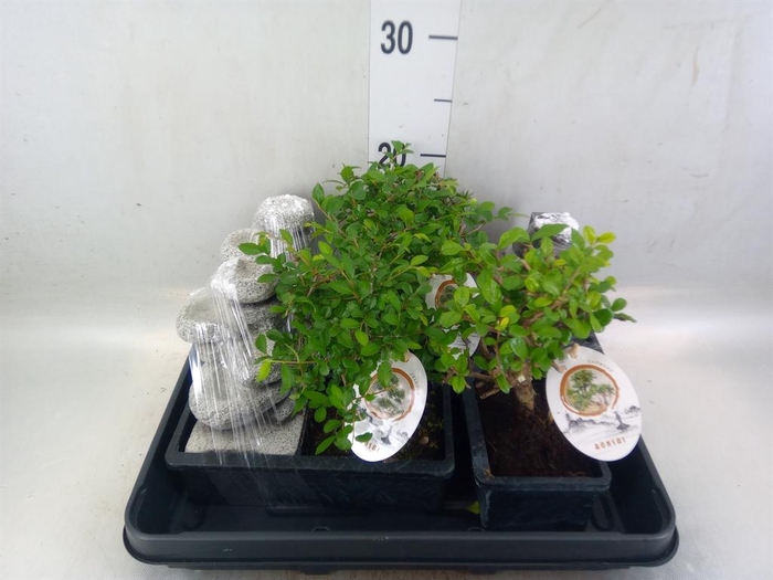 <h4>Bonsai   ...mix</h4>