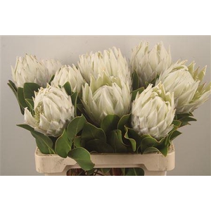 Protea Cy Arctic Ice