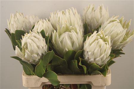 <h4>Protea Cy Arctic Ice</h4>