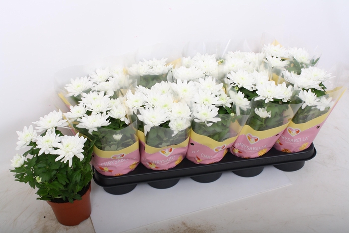 <h4>CHRYS BRAVE</h4>