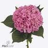Hydrangea cassanova