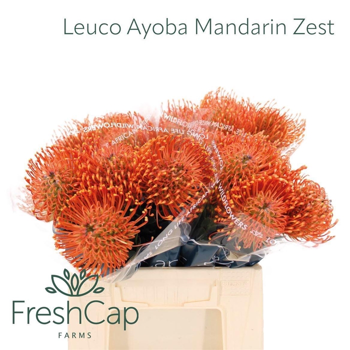 <h4>LEUCO AYOBA MAN ZEST</h4>