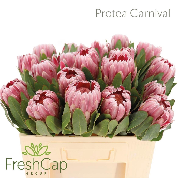 <h4>PROTEA CARNIVAL</h4>
