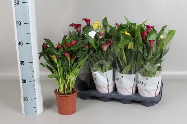 <h4>ZANT GEM 5 KL</h4>