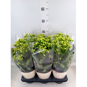 Kalanchoe  'Sunny White'