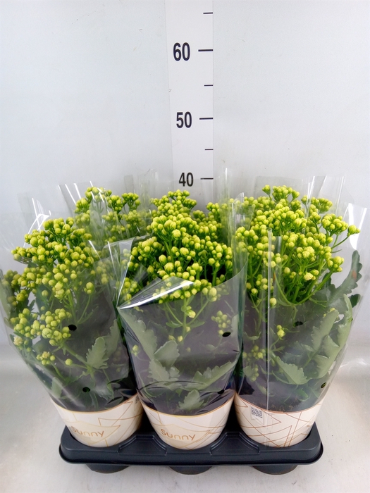 <h4>Kalanchoe  'Sunny White'</h4>