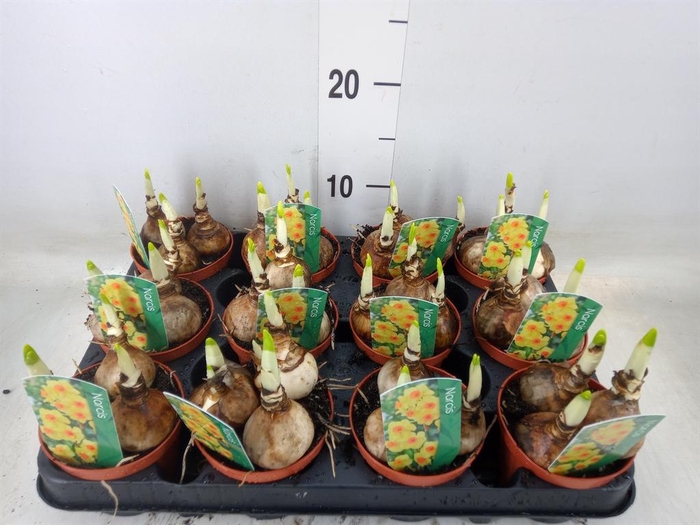 <h4>Narcissus   ...</h4>