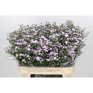 Aster Baby Pink Pearl