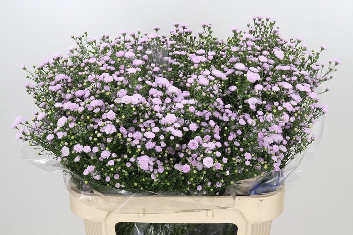 <h4>Aster Baby Pink Pearl</h4>