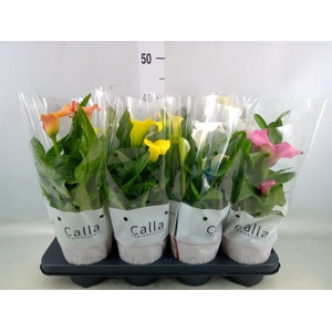 Zantedeschia   ...mix