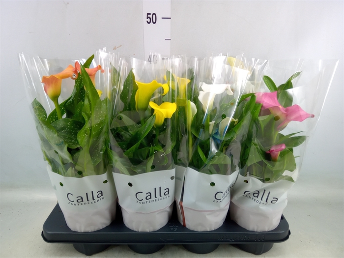 <h4>Zantedeschia   ...mix</h4>