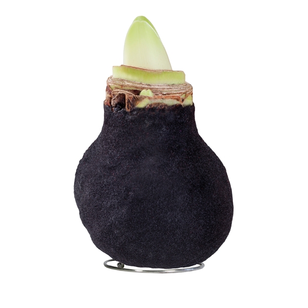 <h4>Amaryllis TOW Fashion Black 6x1, rode bloem, Tray236</h4>