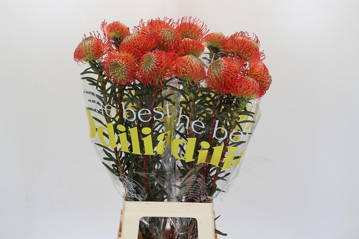 <h4>Nutans Succession</h4>