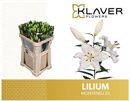 <h4>LI OR MONTENEU 5</h4>