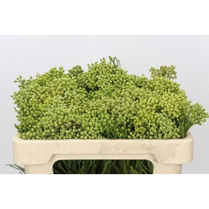Kaaps Groen Lanuginosa