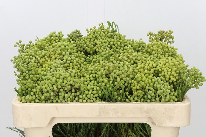 <h4>Kaaps Groen Lanuginosa</h4>