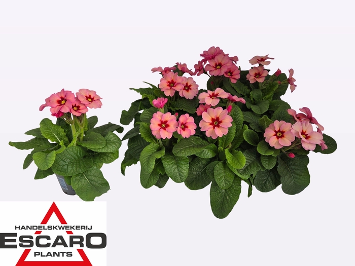 <h4>PRIM ELATIOR</h4>