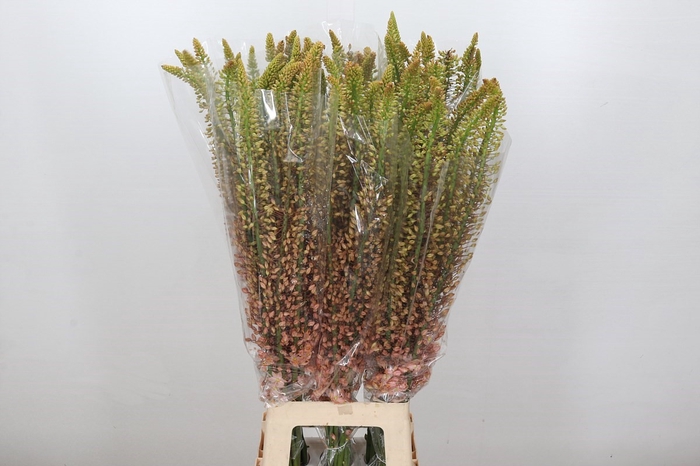 Eremurus Shelford Pink Star