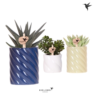 Kolibri Greens Succulenten mix in Candy pot blue mix