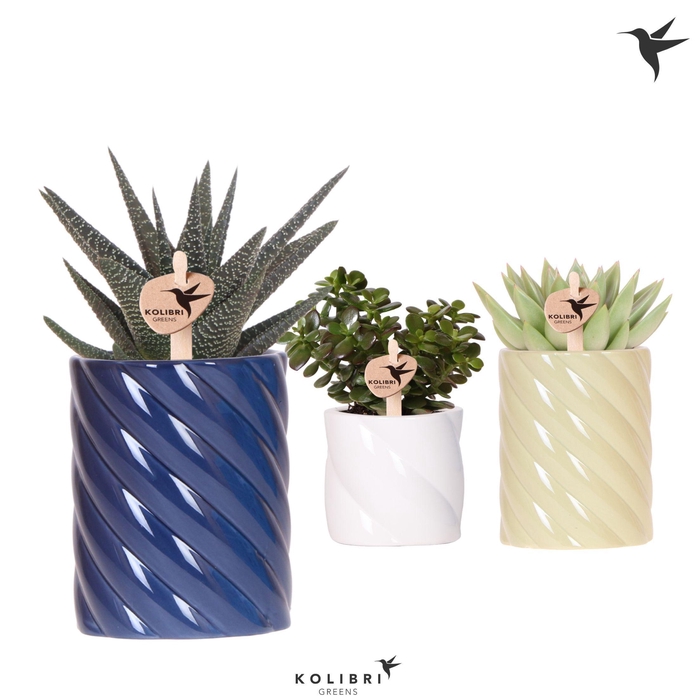 <h4>Kolibri Greens Succulenten mix in Candy pot blue mix</h4>