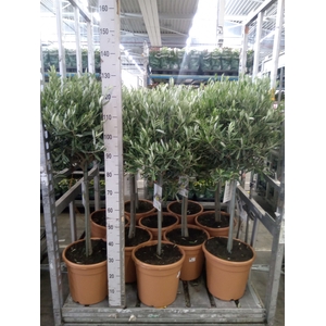 Olea europaea