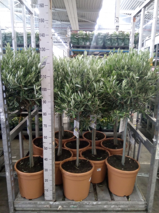 <h4>Olea europaea</h4>