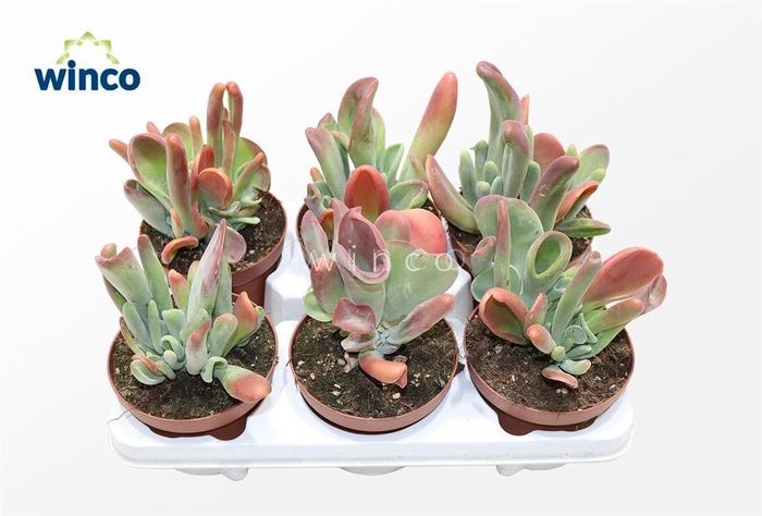 <h4>Kalanchoe Oricula (red)</h4>