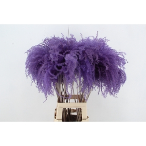 DF Miscanthus 90cm Dark Lilac