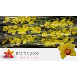 Cymb T Golden Fleece