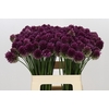 Allium Sphaerocephalon