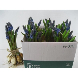Muscari Ov