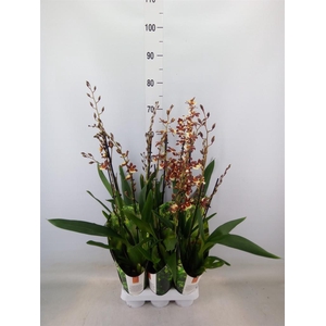 xColmanara  'Pacific Twilight'