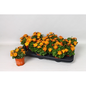 BID BIDY BM FIRESIDE