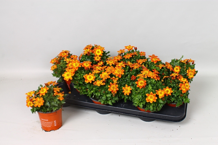 <h4>BID BIDY BM FIRESIDE</h4>