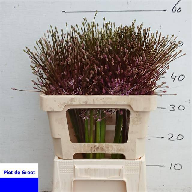 <h4>ALLIUM SCHUBERTII</h4>