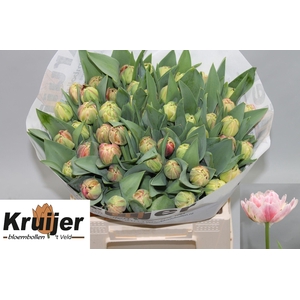 TU DU LIBRETTO DOUBL