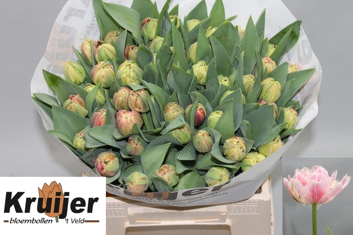 <h4>TU DU LIBRETTO DOUBL</h4>