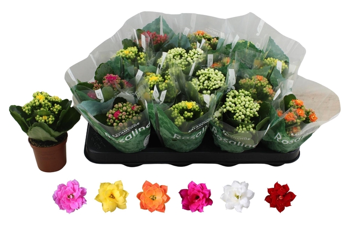 <h4>KAL GE RO GEM 6 KL</h4>