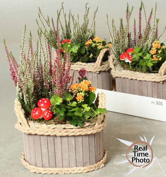 <h4>ARR TUINPLANTEN</h4>