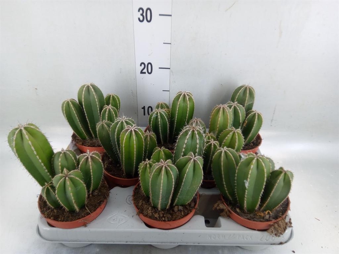 <h4>Cereus   ...</h4>