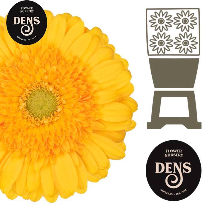 <h4>Gerbera Submarine Diamond</h4>