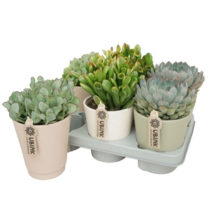 Succulents ...