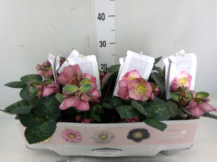 <h4>Helleborus  'Fkiss Elemental'</h4>