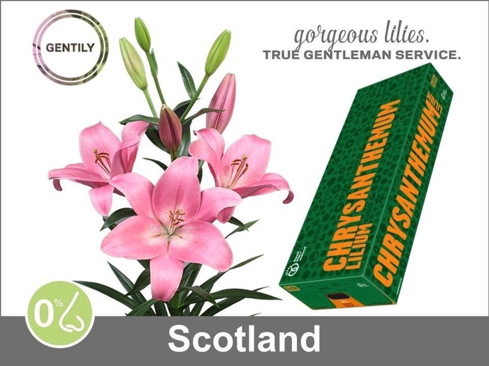 <h4>Li La Scotland</h4>