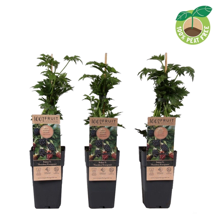 <h4>Rubus fruticosus 'Thornless Evergreen' (doornloos), P15</h4>