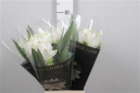 <h4>Curc Al Siam Shine</h4>