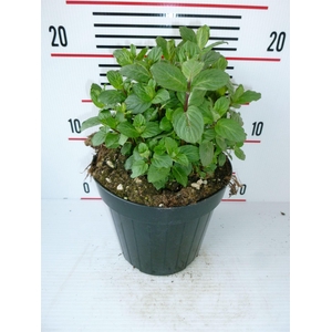 Mentha piperita
