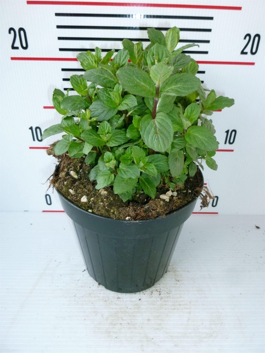 <h4>Mentha piperita</h4>