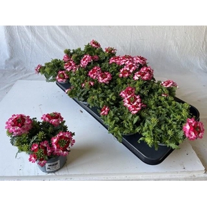 VERBE DRUMS RED SHAD