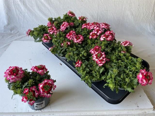 <h4>VERBE DRUMS RED SHAD</h4>